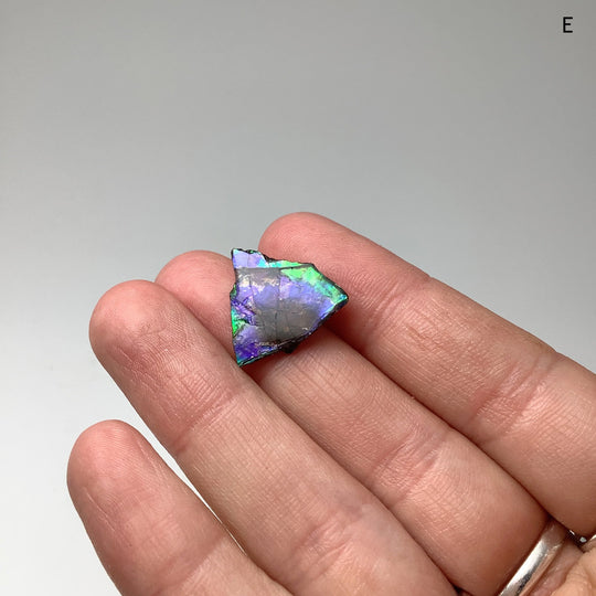 Ammolite Specimen - Rocks and Gems Canada