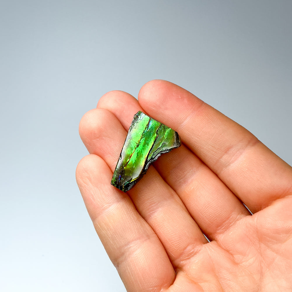 Ammolite Gem with Display Box - Rocks and Gems Canada