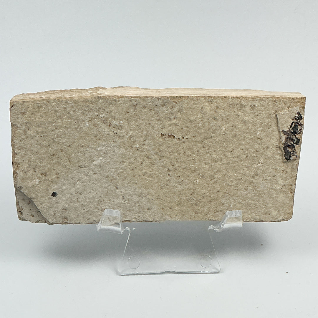 Fish Fossil