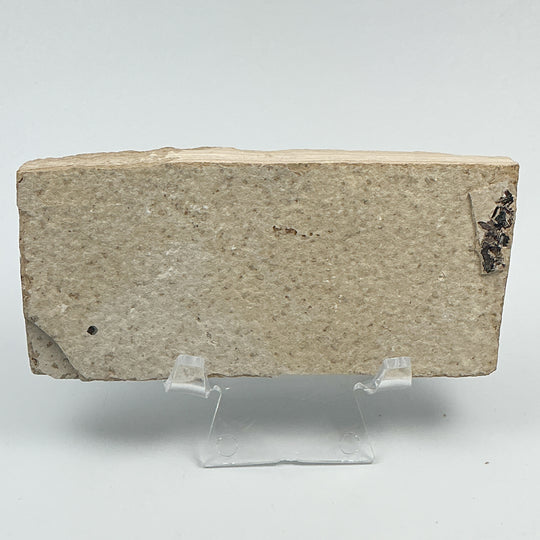 Fish Fossil