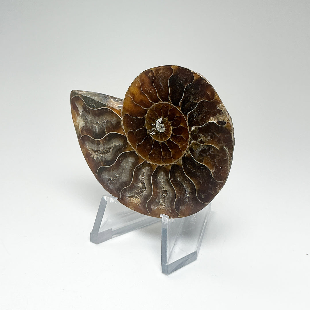 Chambered Ammonite