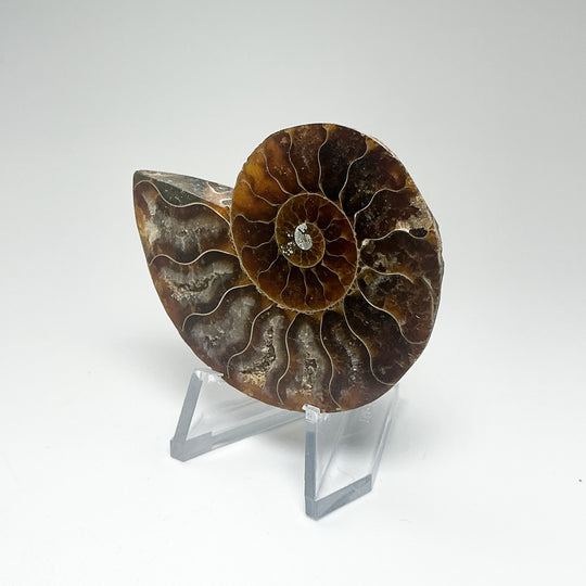 Chambered Ammonite