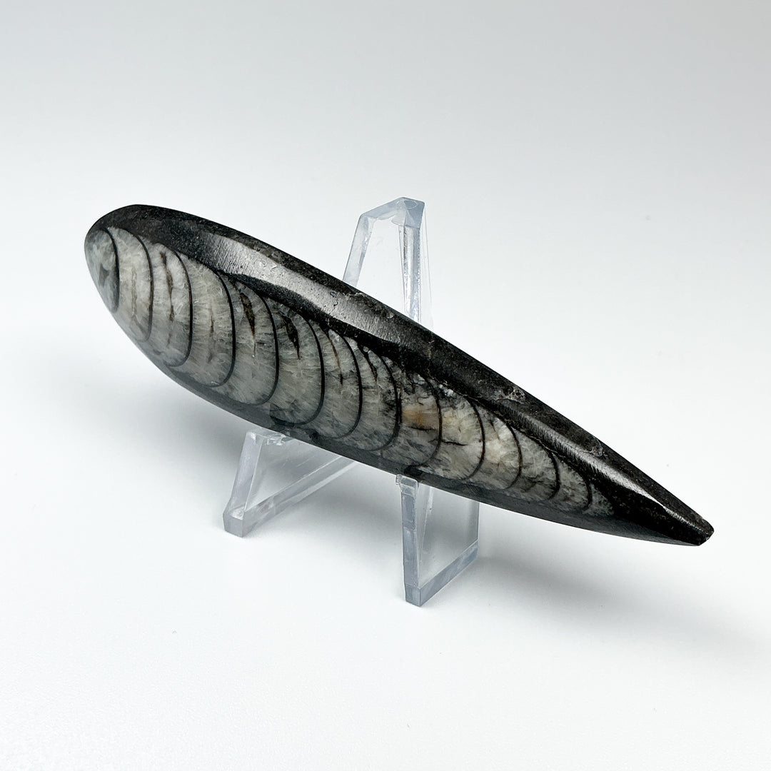 Polished Orthoceras Fossil