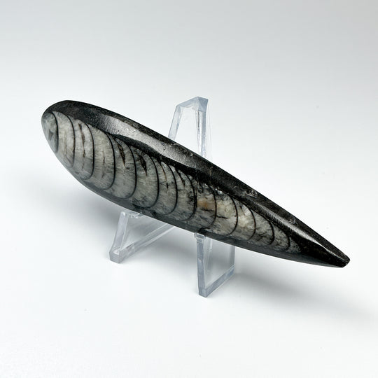 Polished Orthoceras Fossil