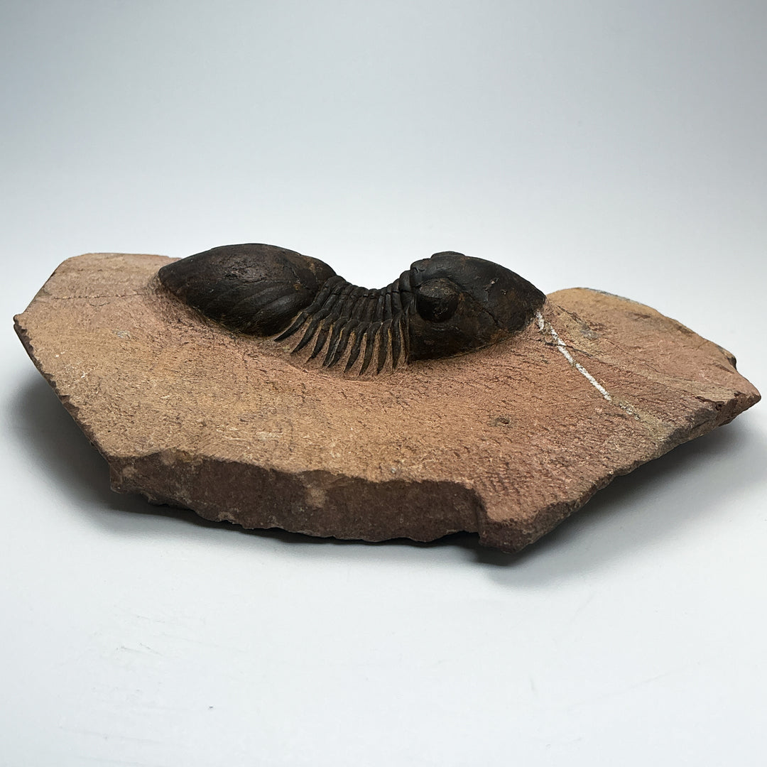 Trilobite Paralajurus Fossil