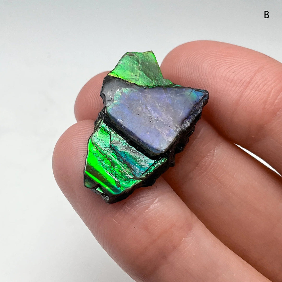 Ammolite Specimen