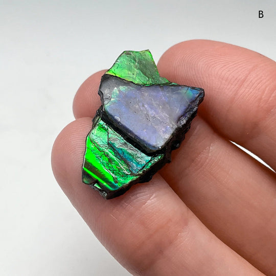 Ammolite Specimen
