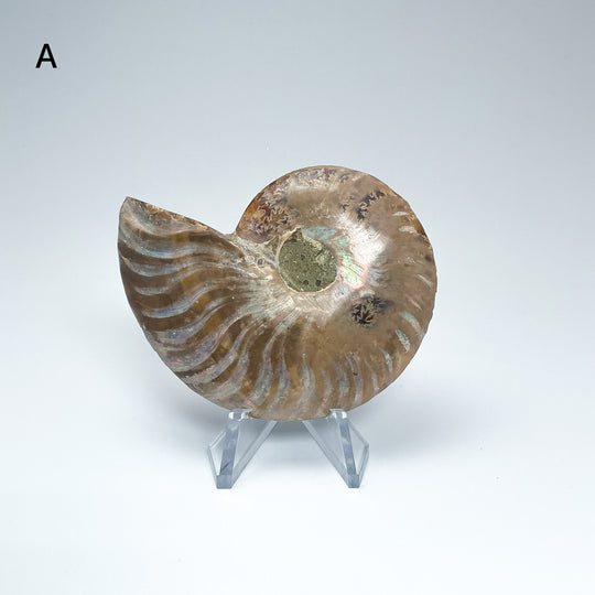 Chambered Ammonite