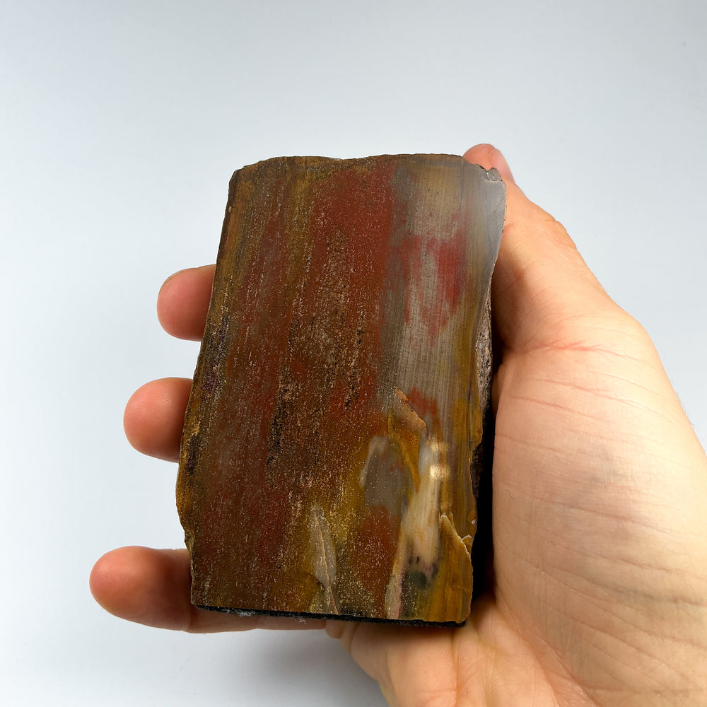 Petrified Wood Stand Up