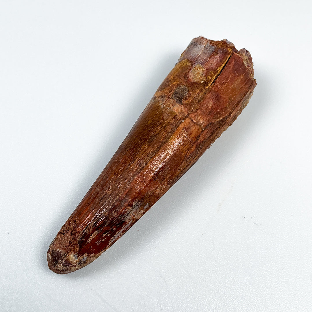 Fossilized Spinosaurus Tooth Specimen