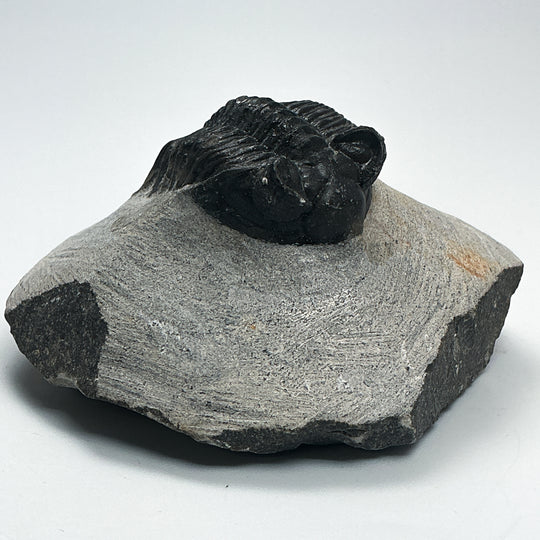 Trilobite Coltranea Fossil
