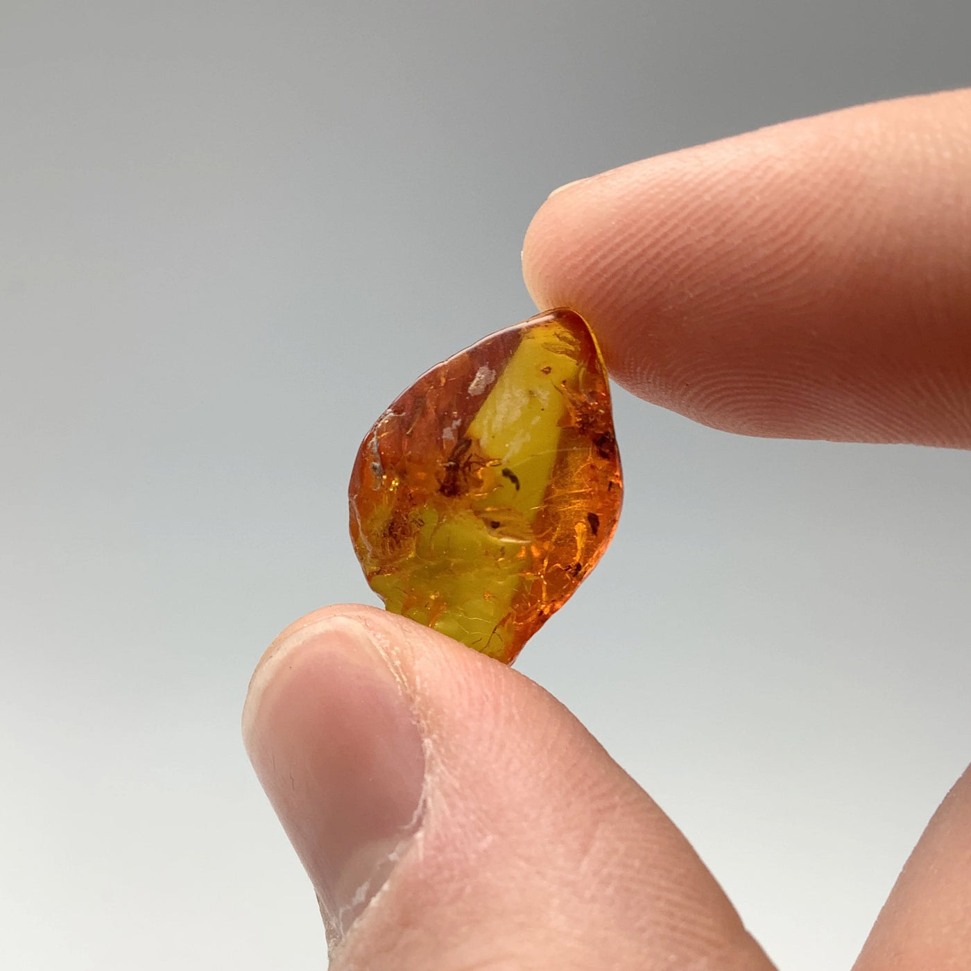 Amber Specimen With Insects