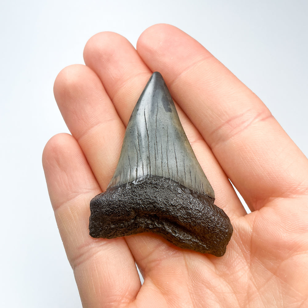 Fossilized Shark Tooth Specimen: Carcharodon Megalodon
