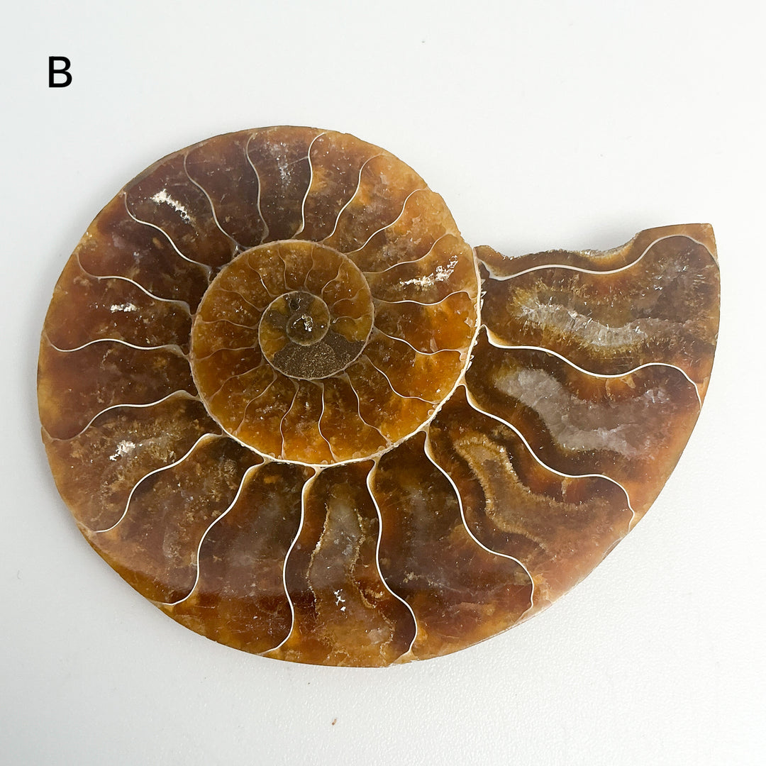 Chambered Ammonite