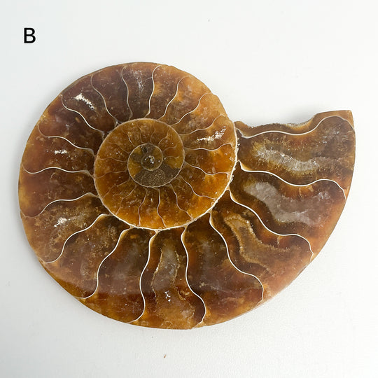 Chambered Ammonite