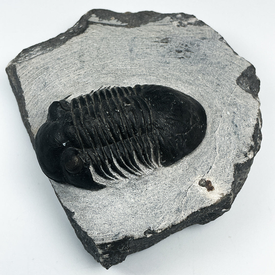 Trilobite Paralajurus Fossil