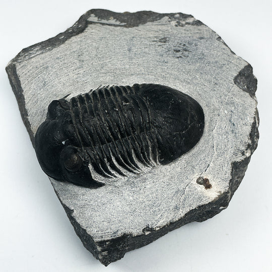 Trilobite Paralajurus Fossil