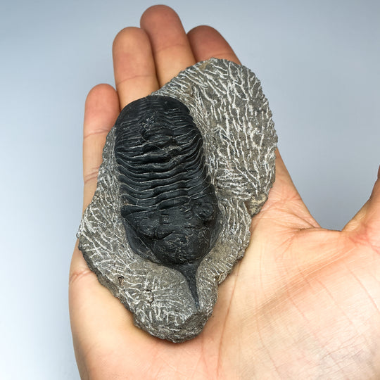 Trilobite Moroccanite Fossil