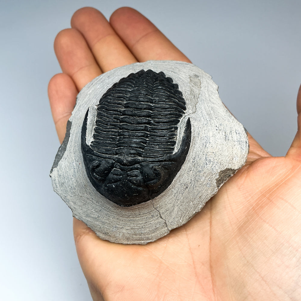 Trilobite Hollardops Fossil