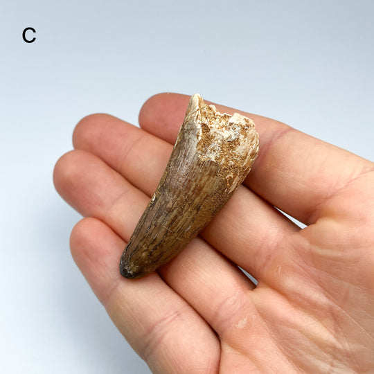 Fossilized Spinosaurus Tooth Specimen
