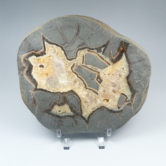 Septarian Slab