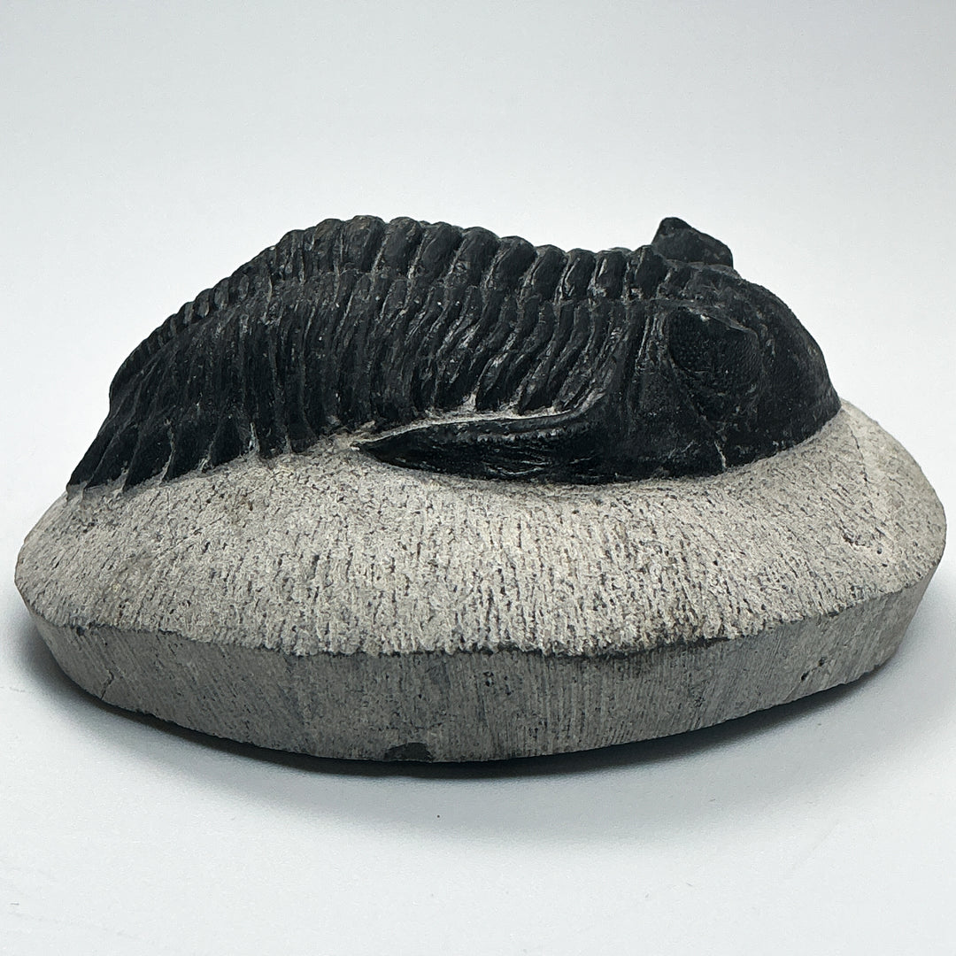 Trilobite Hollardops Fossil