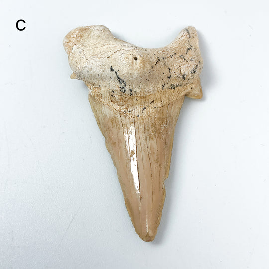 Fossilized Otodus/Lamna Shark Tooth Specimen