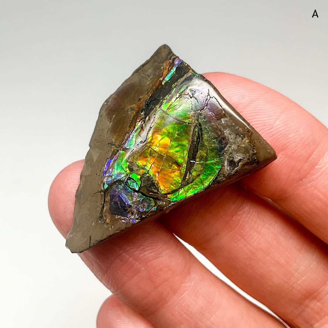 Ammolite Specimen