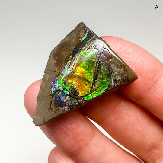 Ammolite Specimen