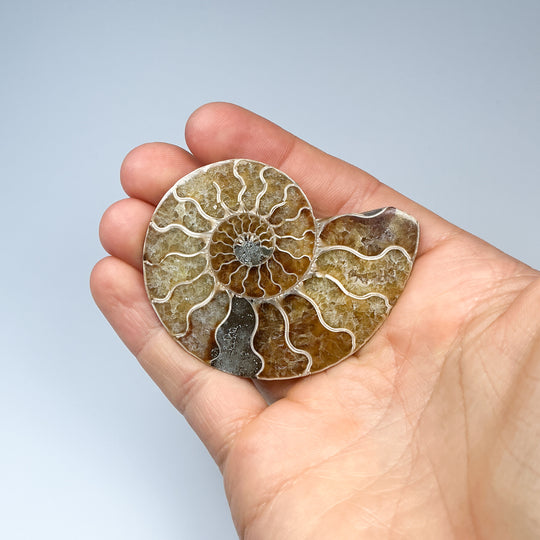 Chambered Ammonite