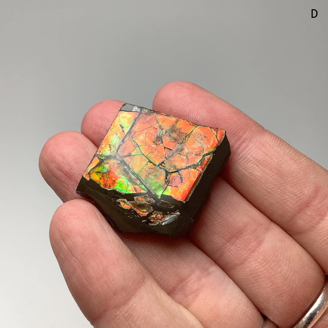 Ammolite Specimen - Rocks and Gems Canada