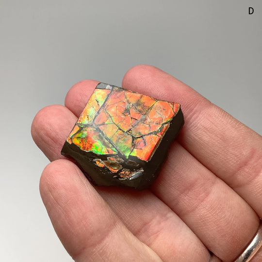 Ammolite Specimen - Rocks and Gems Canada