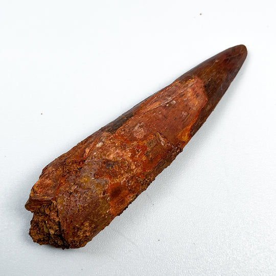 Fossilized Spinosaurus Tooth Specimen