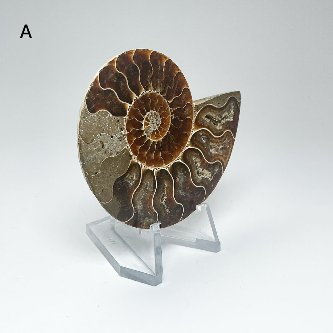 Chambered Ammonite