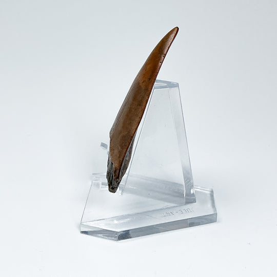Fossilized Shark Tooth Specimen: Great White Shark
