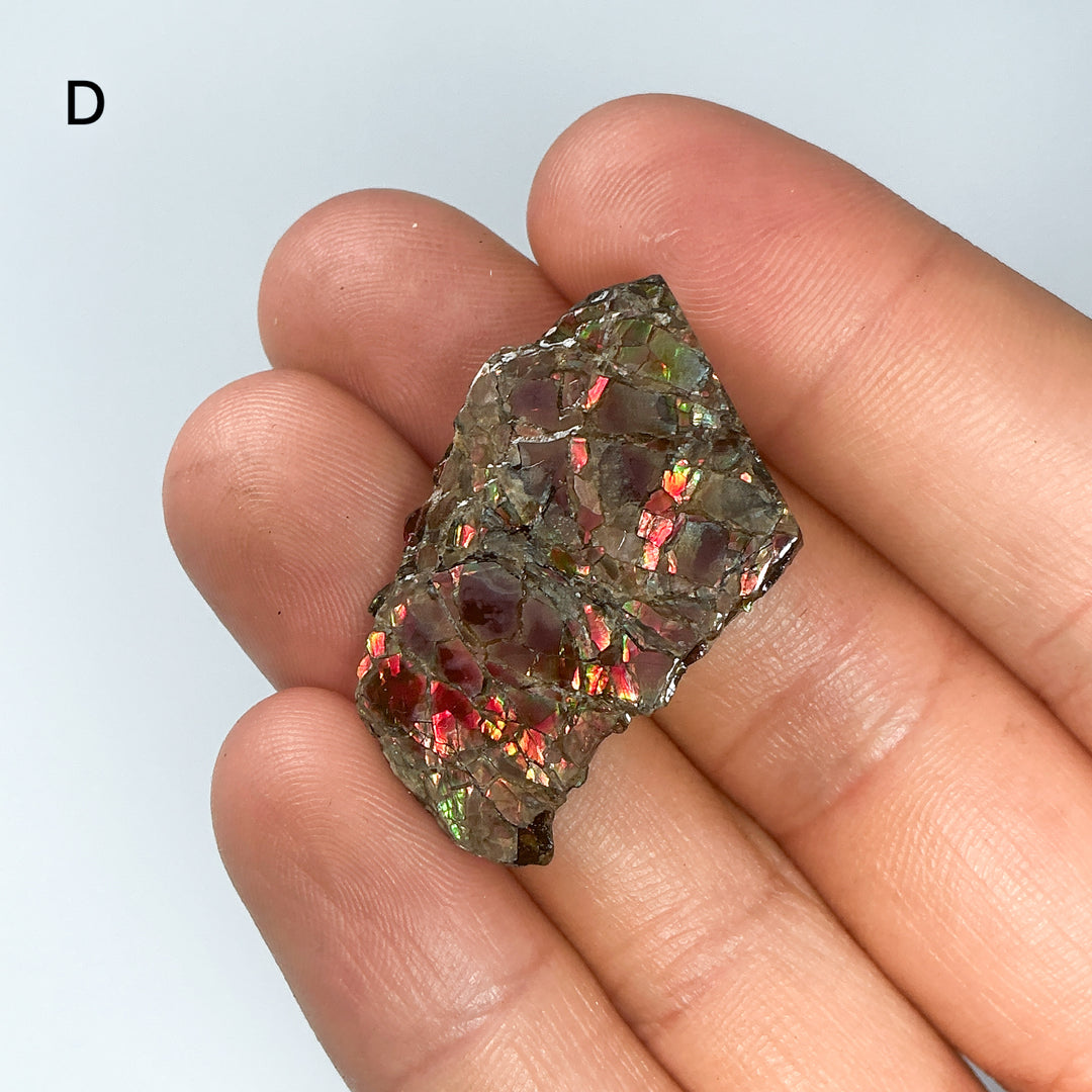 Ammolite Specimen