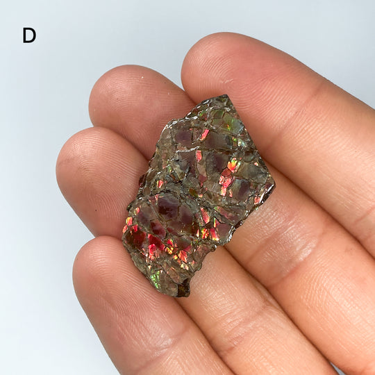 Ammolite Specimen
