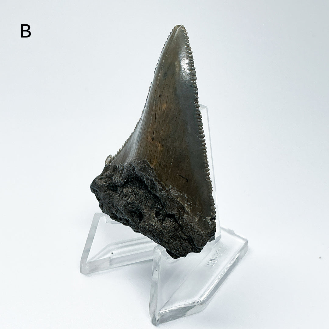 Fossilized Shark Tooth Specimen: Carcharodon Megalodon