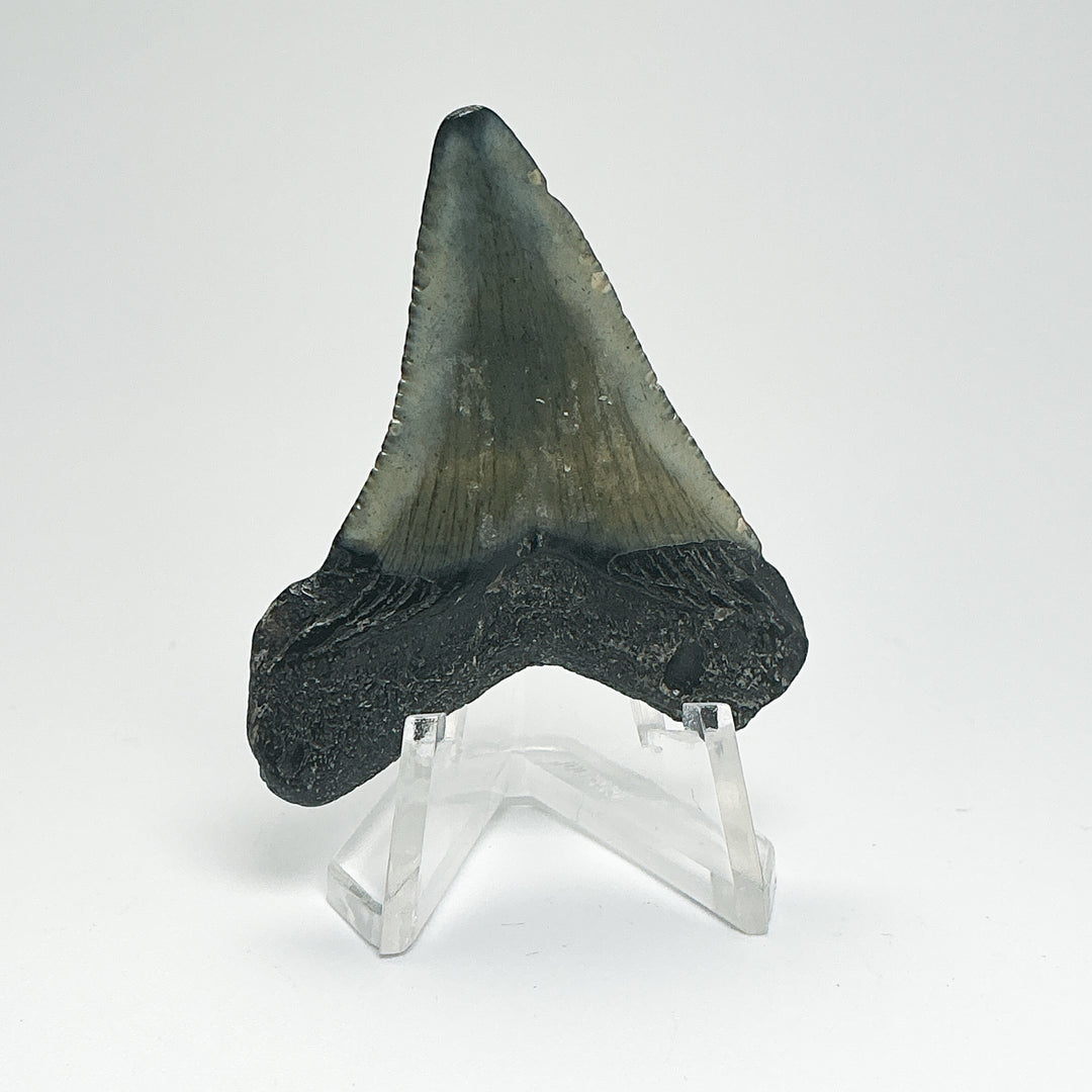 Fossilized Shark Tooth Specimen: Carcharodon Megalodon