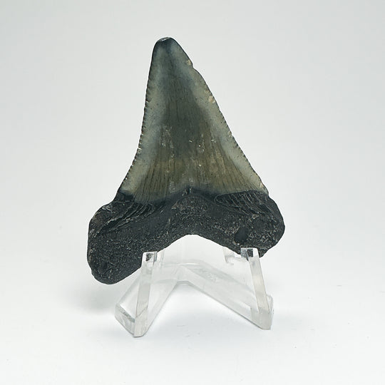 Fossilized Shark Tooth Specimen: Carcharodon Megalodon