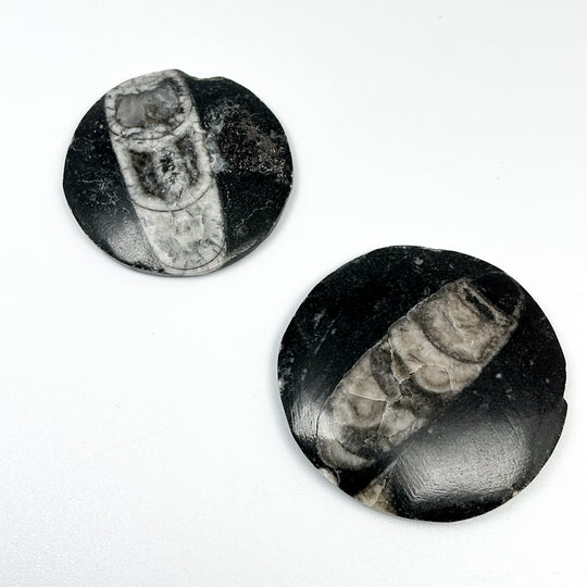 Round Polished Orthoceras Fossil