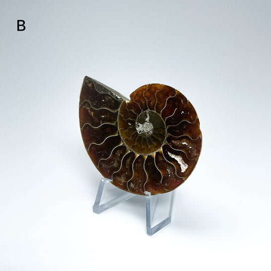 Chambered Ammonite