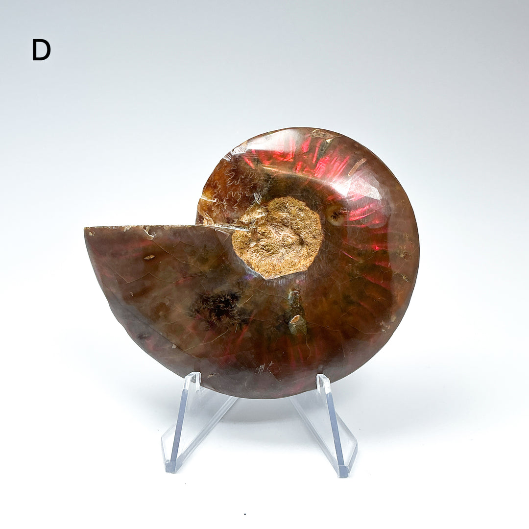 Chambered Ammonite - Rocks and Gems Canada