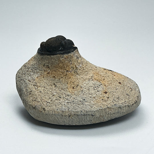 Trilobite Proetus Fossil