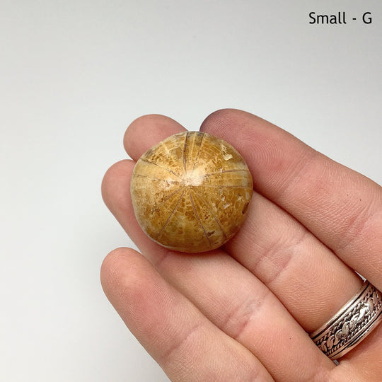 Sea Urchin Fossil - Rocks and Gems Canada