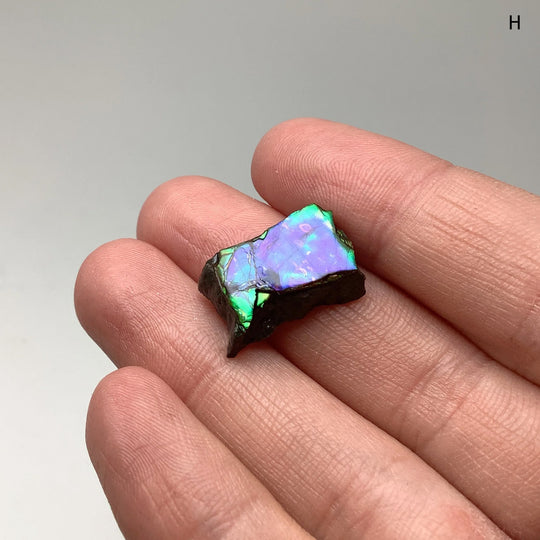 Ammolite Specimen - Rocks and Gems Canada