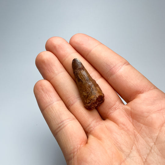 Fossilized Spinosaurus Tooth Specimen