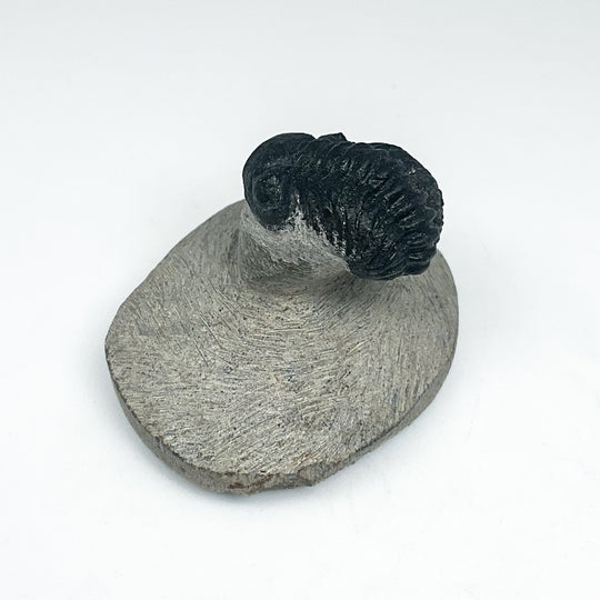 Trilobite Proetus Fossil