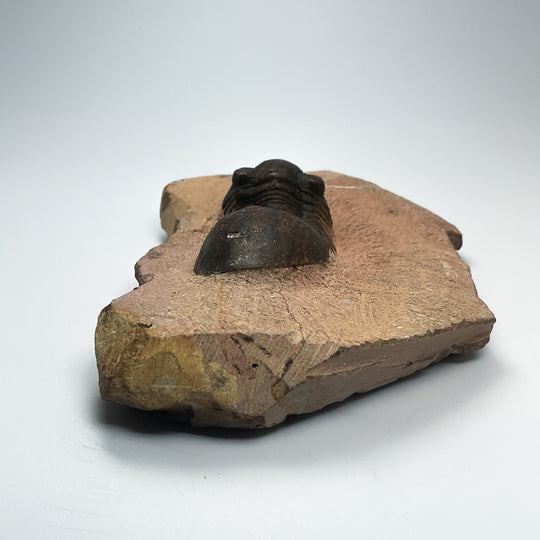 Trilobite Paralajurus Fossil