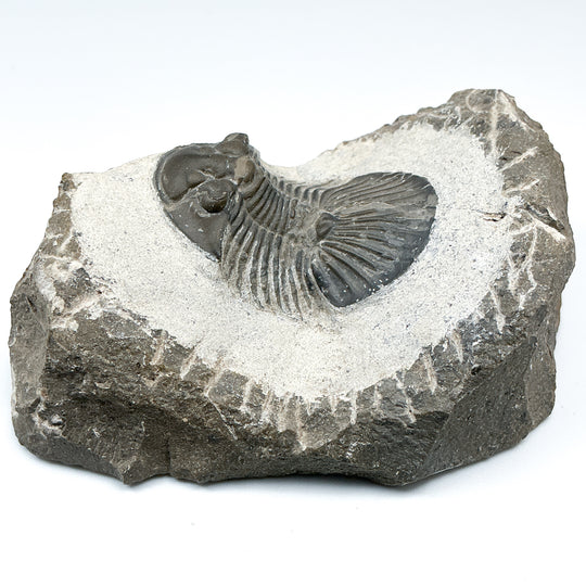 Trilobite Scutellum Fossil - Rocks and Gems Canada